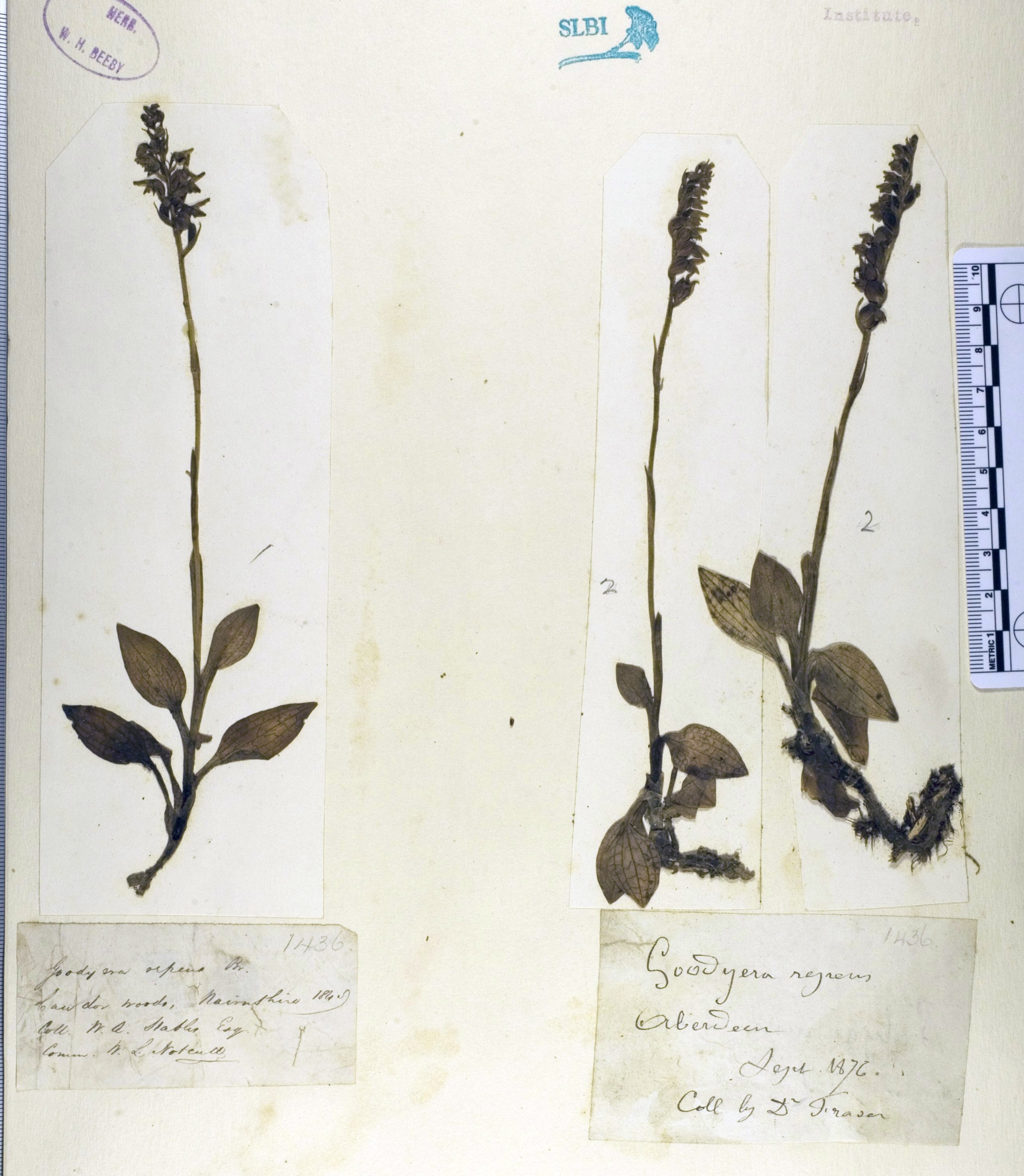 South London Botanical Institute